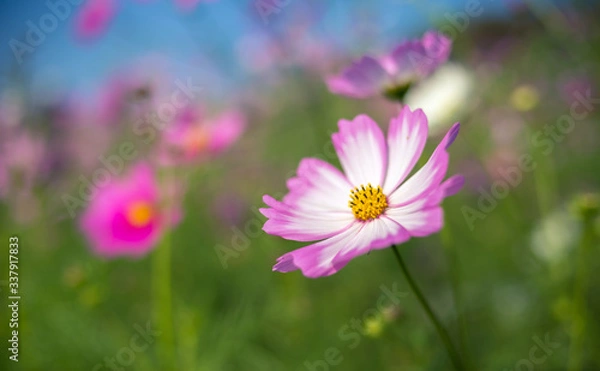 Fototapeta コスモス畑　秋のイメージ