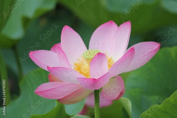 Fototapeta ハスの花