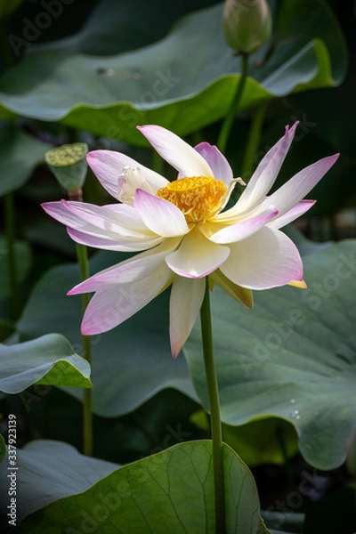 Fototapeta 蓮の花　初夏イメージ