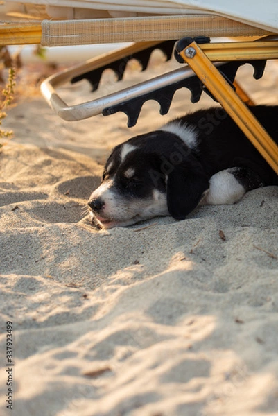 Fototapeta Quiet dog resting on the sand. Tranquility under the sun.