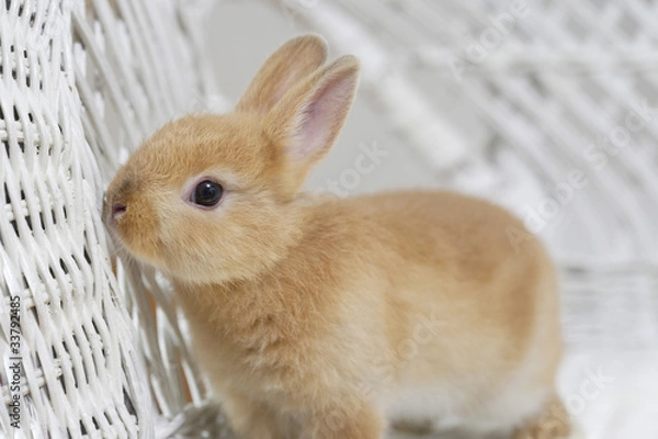 Fototapeta うさぎと小物