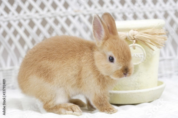 Fototapeta うさぎと小物