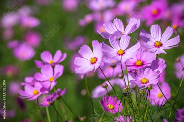 Fototapeta コスモス畑　秋のイメージ