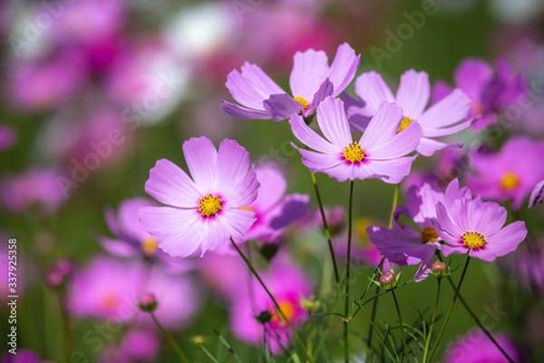 Fototapeta コスモス畑　秋のイメージ
