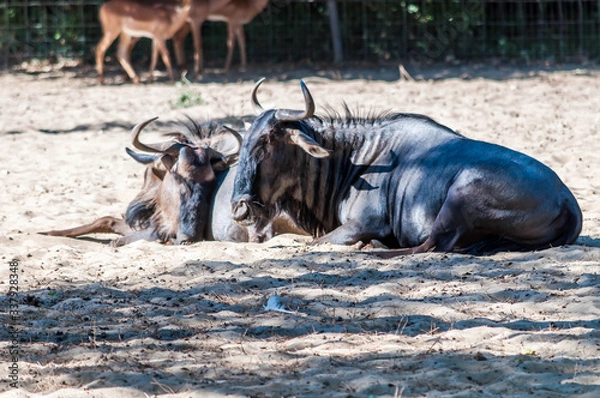 Obraz Couple de gnou bleu.