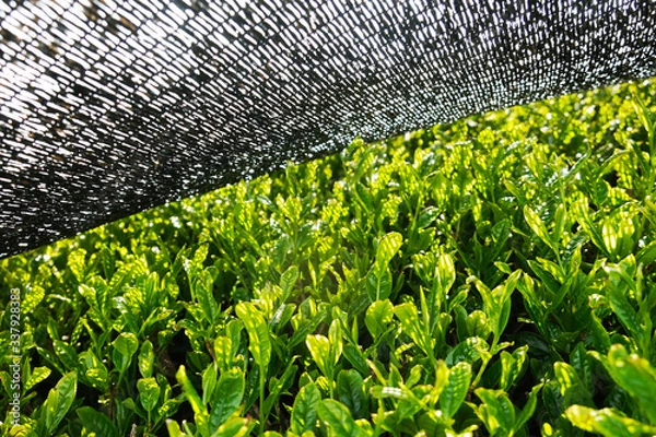 Fototapeta Kabuse Sencha is a premium tea rich in umami flavour among Japanese tea. Its shaded for two weeks with a black nest before being harvested in early spring.