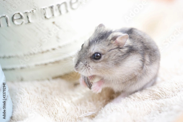 Obraz ジャンガリアンハムスター