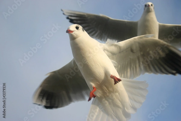 Obraz romantischer flg