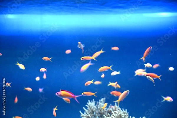 Obraz アカネハナゴイなどのカラフルな観賞魚達が仲良く泳ぐ風景（日本の東京池袋サンシャイン水族館）
