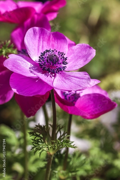 Fototapeta アネモネの花　春イメージ