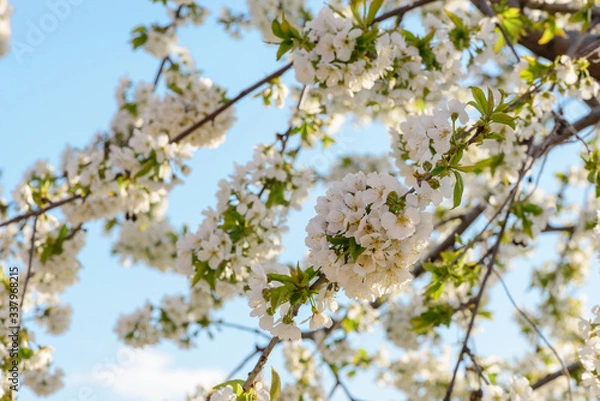 Fototapeta Spring came and the trees bloomed