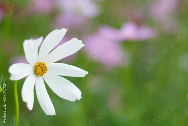 Fototapeta White pure blooming flowers in the colorful garden backgroud, nature emotional tone