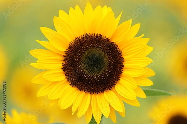 Obraz 日本のヒマワリ