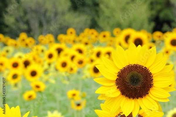 Fototapeta 日本のヒマワリ