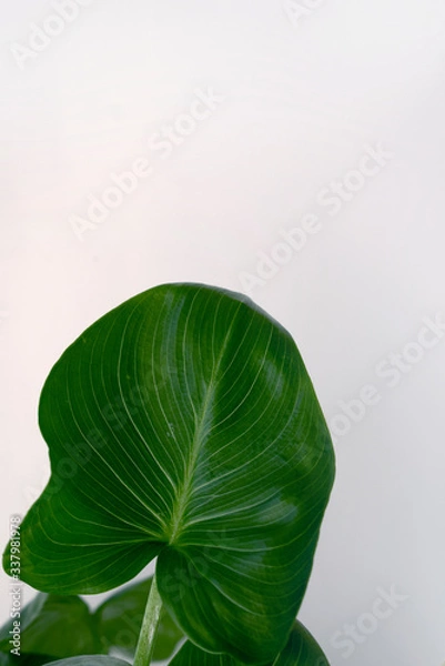Obraz green leaf on a white background
