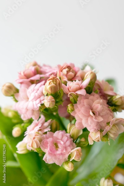 Obraz pink flowers on a white background
