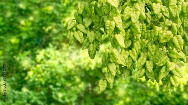 Obraz Green background. A branch of a beautiful street tree against the background of sunlit foliage.