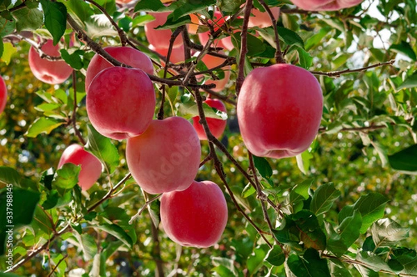 Fototapeta 【りんご】秋のりんご園と真っ赤なりんご