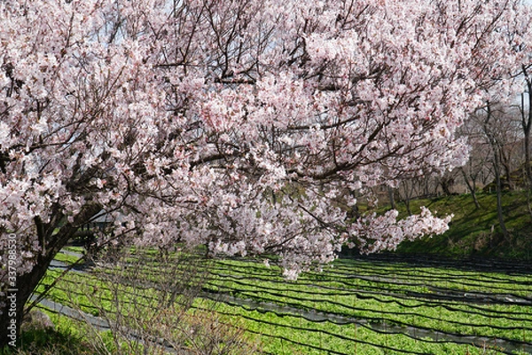 Obraz 春のわさび農場