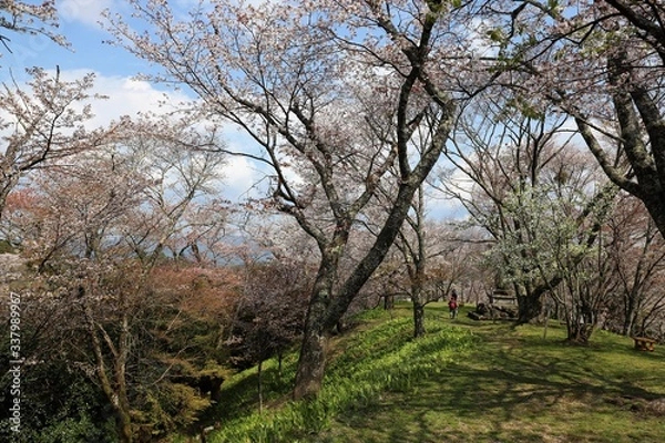 Fototapeta 吉野山の桜