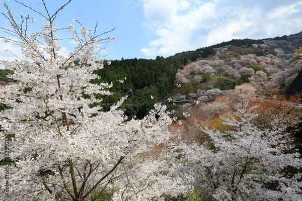 Obraz 吉野山の桜