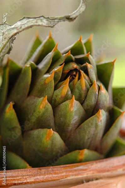 Obraz Artichocke