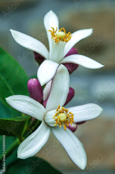 Obraz Blütenstempel