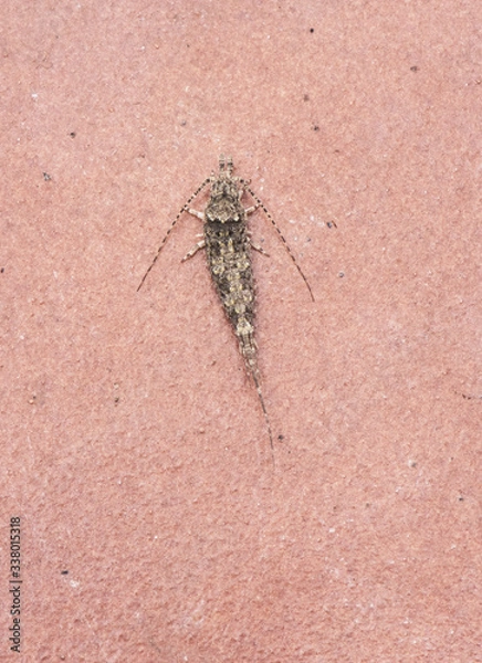 Fototapeta Promesomachilis hispanica Bronze minnow bristletails small insect looking like common fish in wet times on walls and floors