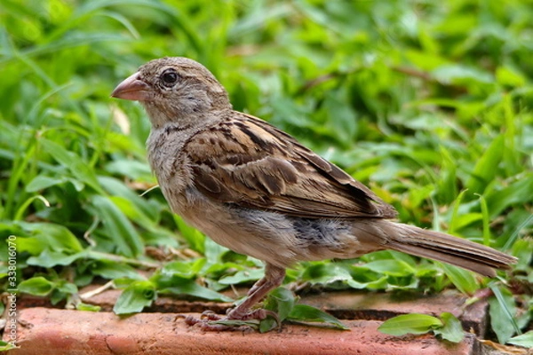 Obraz birdon a grass