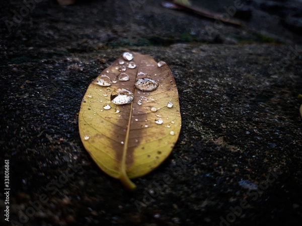 Obraz autumn leaf with water drops