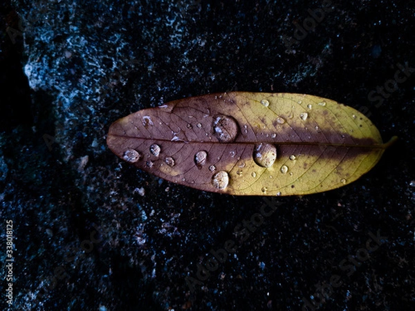 Obraz water drops on a leaf