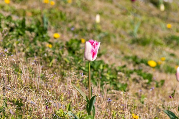 Fototapeta 海沿いのチューリップ（撮影場所：横浜開港の丘）