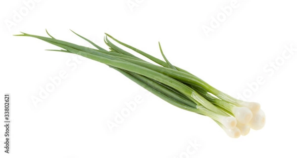 Obraz Green onions.