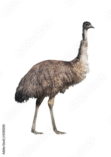 Obraz emu na białym tle