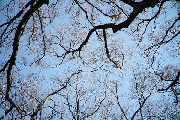 Obraz 等々力渓谷