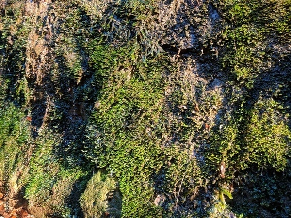 Obraz 等々力不動尊 等々力渓谷