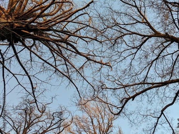 Obraz 等々力渓谷