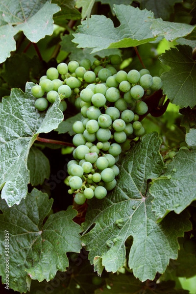 Fototapeta Weinrebe