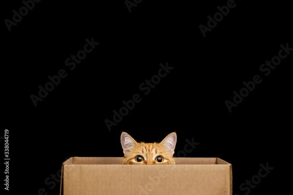 Fototapeta Funny red cat looking out of the box on Isolated Black background