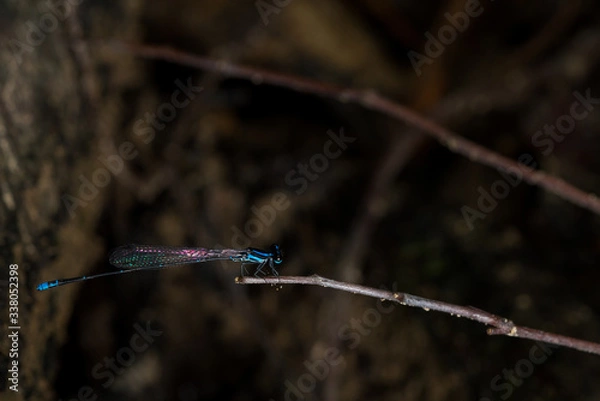 Obraz Dragonfly on a branch