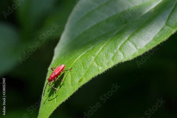 Obraz Red bugs on leaf