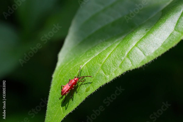 Obraz Red bugs on leaf
