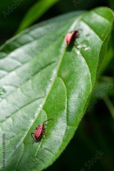 Obraz Red bugs on leaf