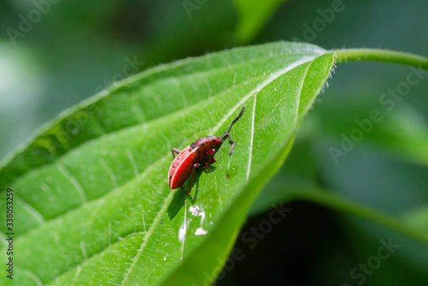 Obraz Red bugs death on leaf