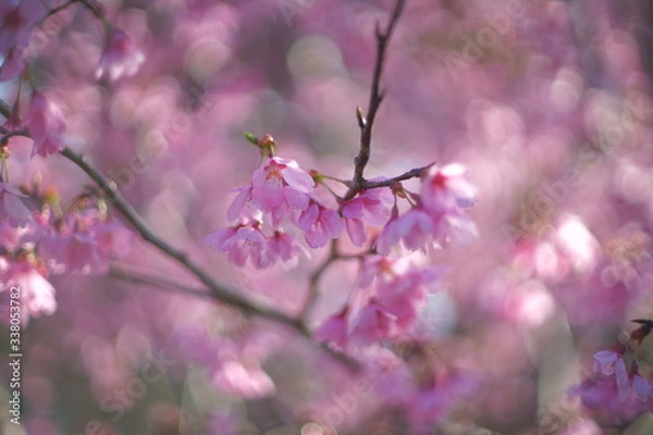 Fototapeta 桜の花びらのクローズアップ