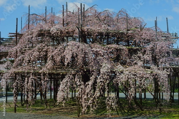 Fototapeta 満開の枝垂れサクラ
