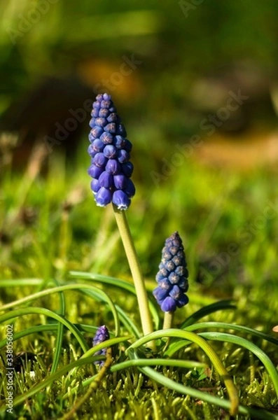 Fototapeta 野原に咲くムスカリの花