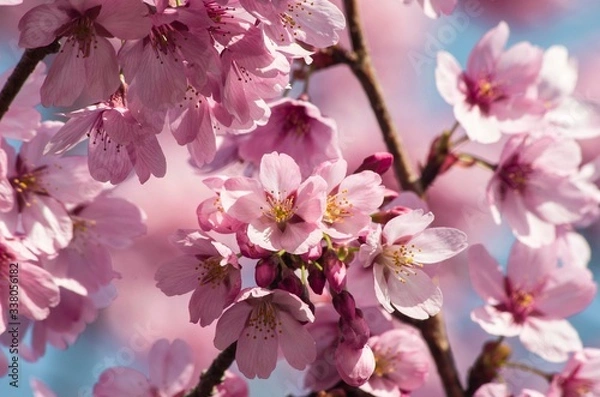 Fototapeta 満開の桜の花のクローズアップ