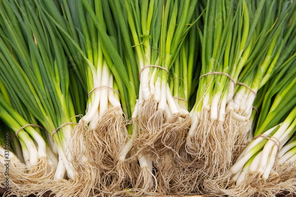 Obraz Stosy szalotli