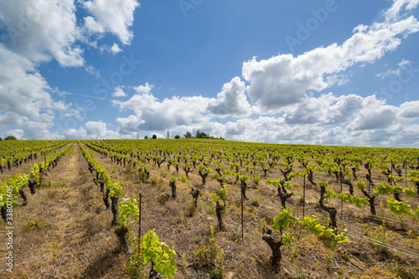 Obraz Paysage du vignoble